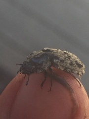 Phanodesta nigrosparsa