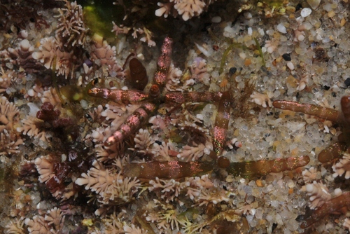 Representative image of Gastroclonium