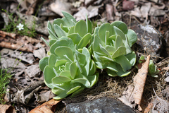Orostachys malacophylla