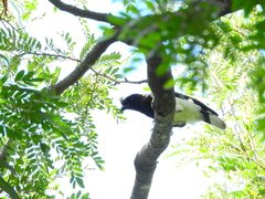 Cyanocorax cristatellus