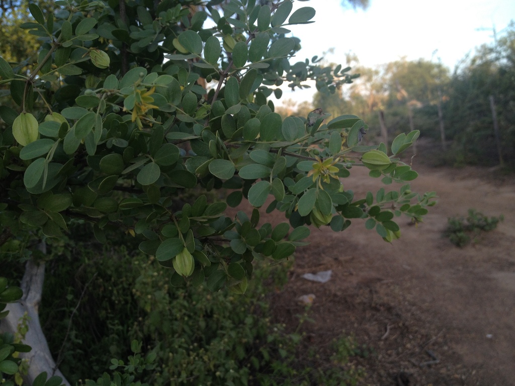 Bulnesia foliosa (Bulnesia foliosa)