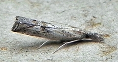 Neodactria zeellus