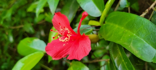 Hibiscus clayi, 2023-08-18