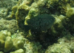 Plectroglyphidodon marginatus
