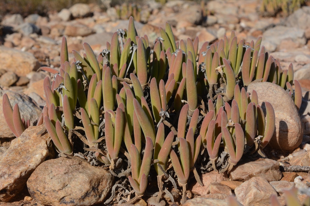 Gibbaeum pachypodium, Eden, ZA-WC, ZA