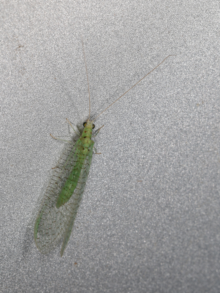 Apertochrysa sierra