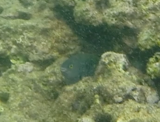 Plectroglyphidodon marginatus