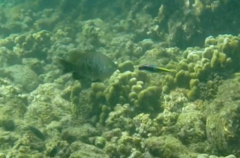 Plectroglyphidodon marginatus