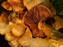 Gymnopilus ventricosus image