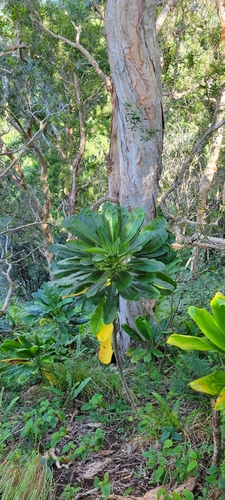 Cyanea coriacea, 2023-08-18