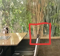 Passer domesticus