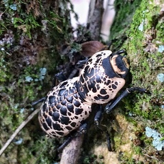 Zopherus nodulosus nodulosus