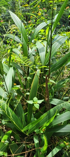Setaria palmifolia observed 2023-08-18