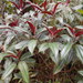 Miconia oinochrophylla - Photo 由 ovilla82 所上傳的 (c) ovilla82，保留部份權利CC BY-NC
