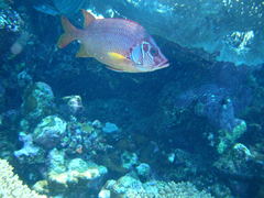 Sargocentron spiniferum