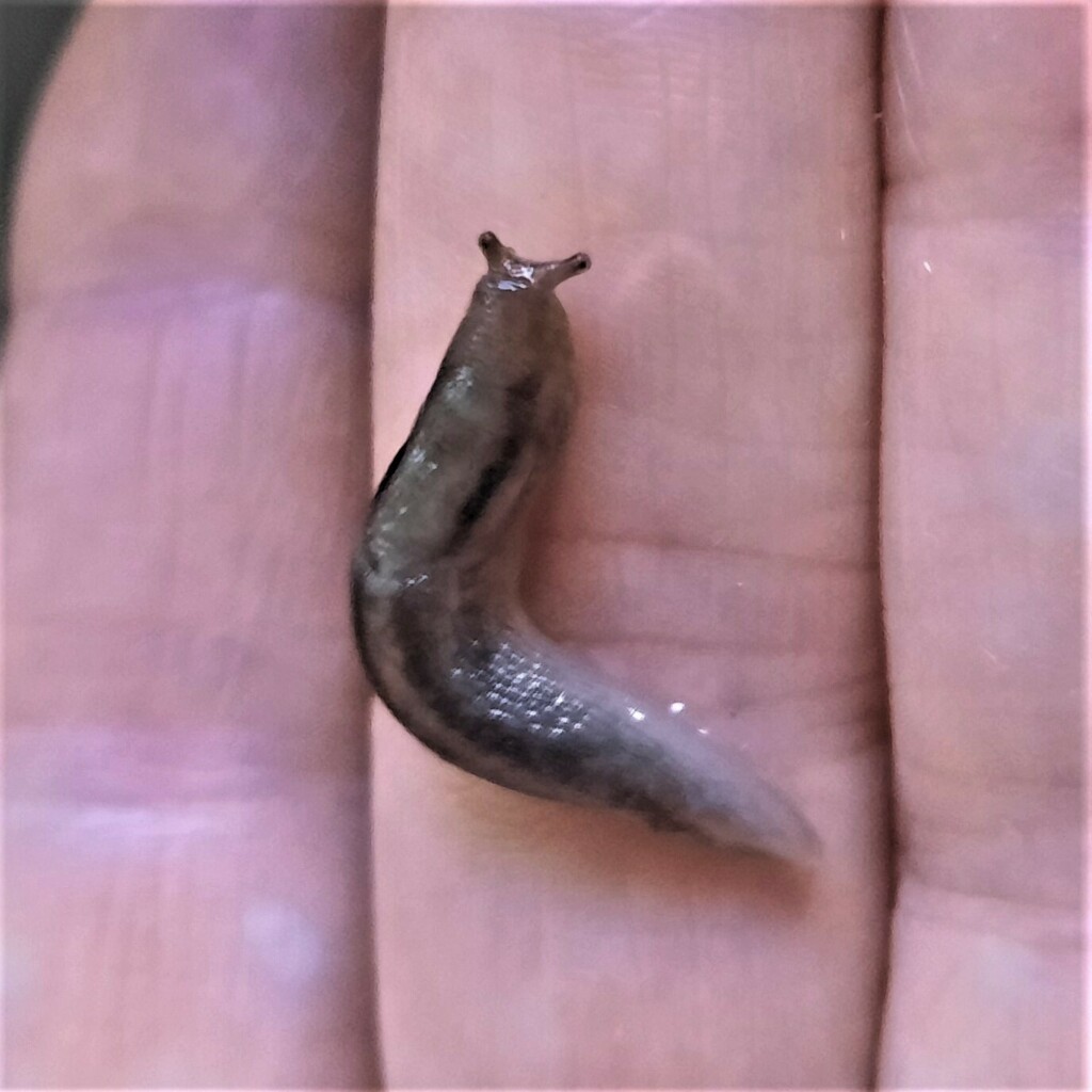 Tree Band Slugs Tree slug from Kingston, MA, USA on August 13, 2023 at 05:51 PM by ...