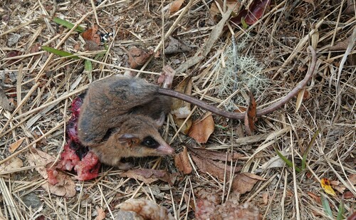 Robinson's Mouse Opossum