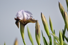 Iris hermona