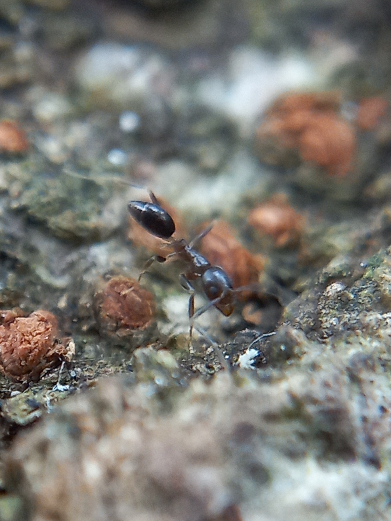 Tapinoma onaele