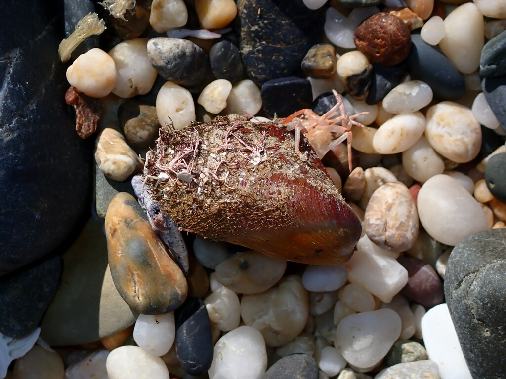 New Zealand Hairy Mussel from Barcoongere NSW 2460, Australia on August 18, 2023 at 0132 PM by