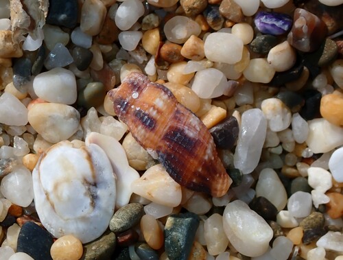 Caducifer truncata observed 2023-08-18