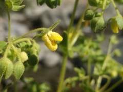 Calceolaria petioalaris