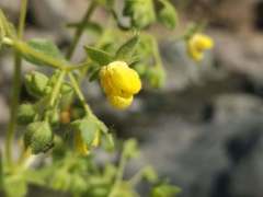 Calceolaria petioalaris