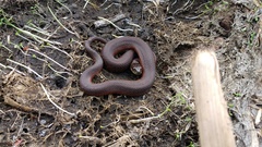 Thamnophis melanogaster