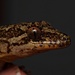 Pacific Gecko - Photo (c) Tom, some rights reserved (CC BY)