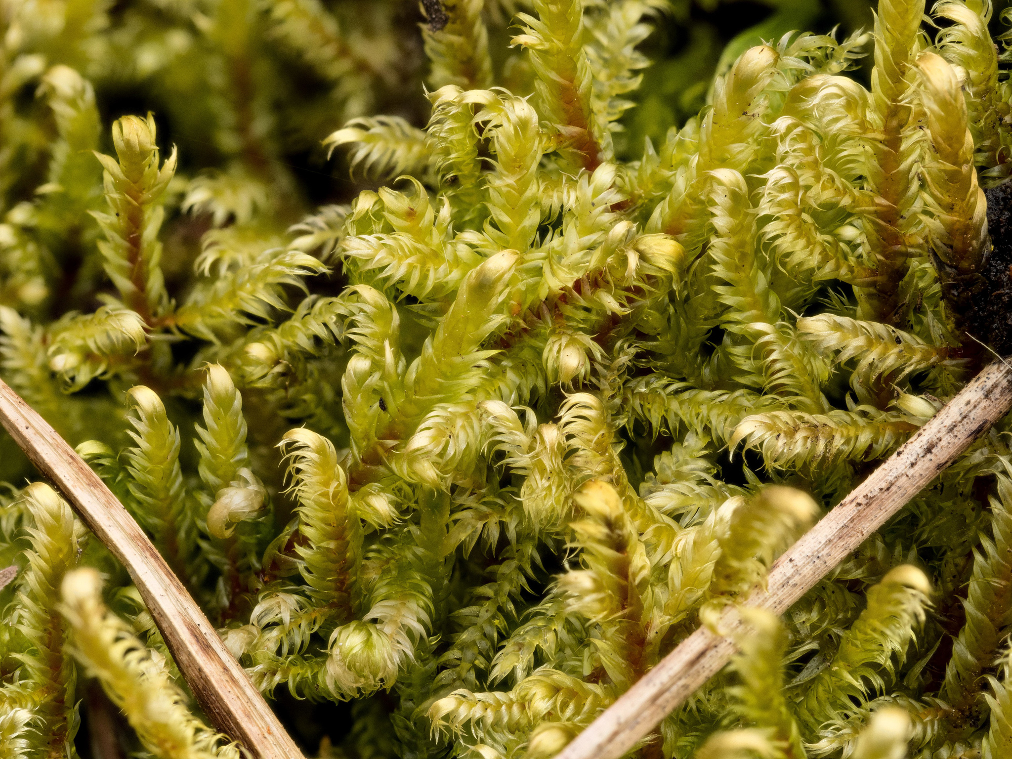 Calliergonella lindbergii