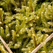 Lindberg's Hypnum Moss - Photo (c) klips, some rights reserved (CC BY-NC)