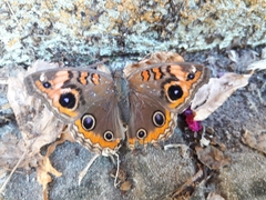 Junonia genoveva hilaris