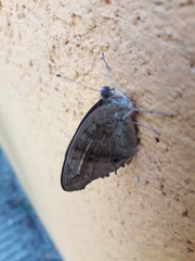 Junonia genoveva hilaris