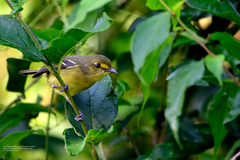 Vireo pallens