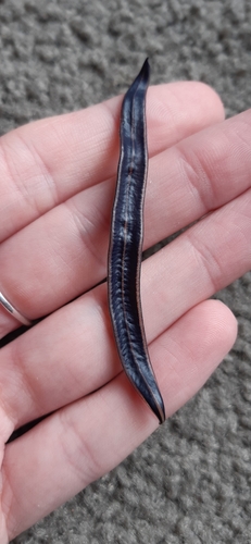 Blue Garden Flatworm, Swanson, Auckland, New Zealand, photo 9 of 10
