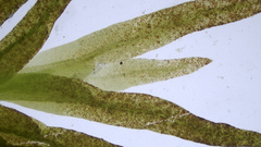 Fissidens fontanus