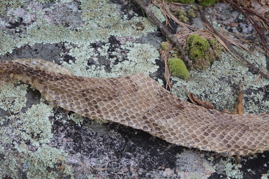 Timber Rattlesnake in August 2023 by mmurray122. Within Blue Hills ...