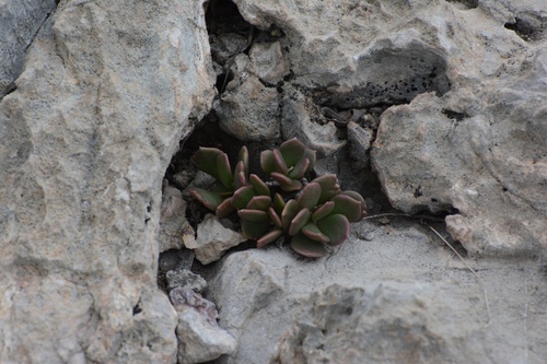 Grahamia coahuilensis