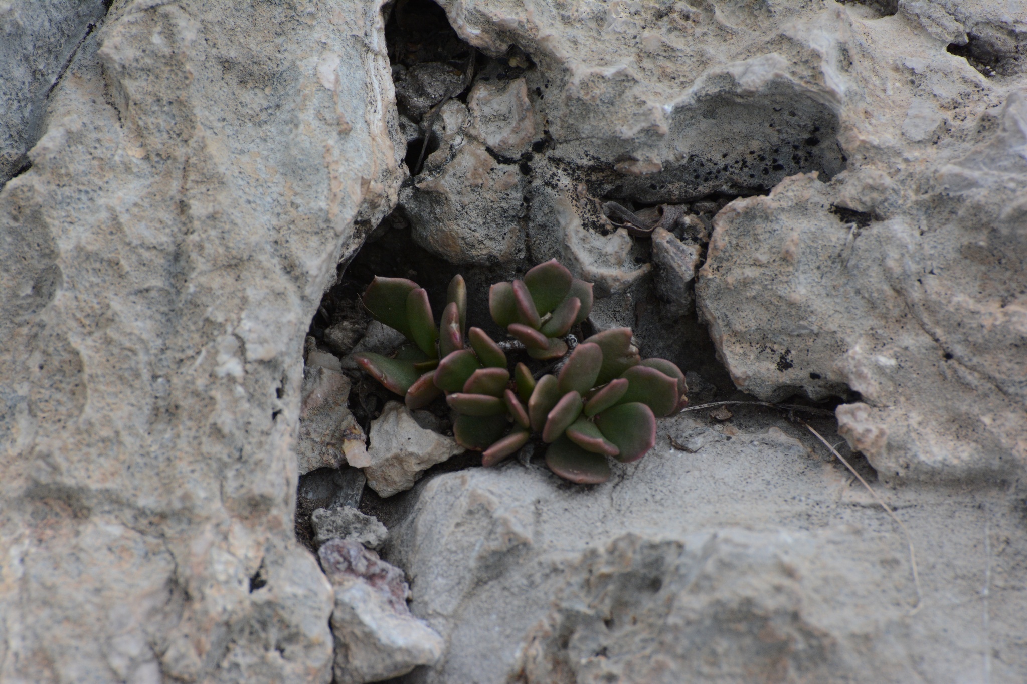 Grahamia coahuilensis