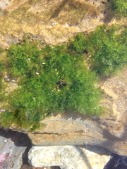 Ulva californica
