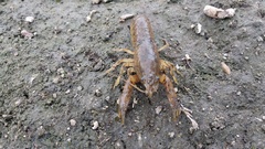 Cambarellus montezumae