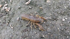 Cambarellus montezumae