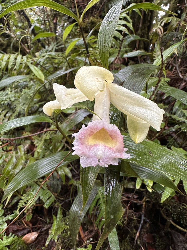 Sobralia leucoxantha