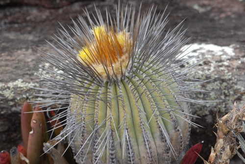 Uebelmannia pectinifera