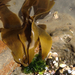 Petalonia binghamiae - Photo (c) coastalsage, algunos derechos reservados (CC BY-NC), subido por coastalsage