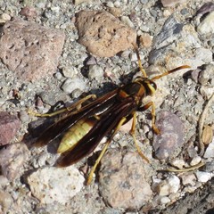 Polistes comanchus navajoe