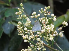 Sinthusa chandrana