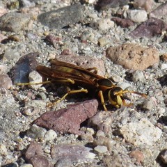 Polistes comanchus navajoe