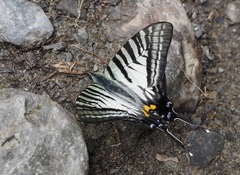 Graphium eurous asakurae