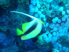 Heniochus intermedius